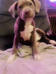 Lost Female Dog last seen Einstein/Central Behavioral Health, Norristown, PA 19401