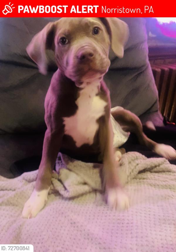 Lost Female Dog last seen Einstein/Central Behavioral Health, Norristown, PA 19401