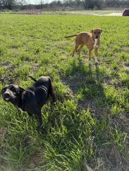 Found/Stray Female Dog last seen Lamberth Rd and Friendship Rd, Sherman, TX 75092