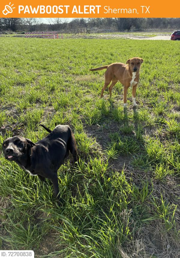 Found/Stray Female Dog last seen Lamberth Rd and Friendship Rd, Sherman, TX 75092