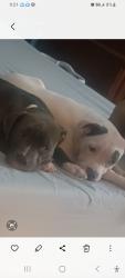 Lost Male Dog last seen W highway 50, O'Fallon, IL 62269