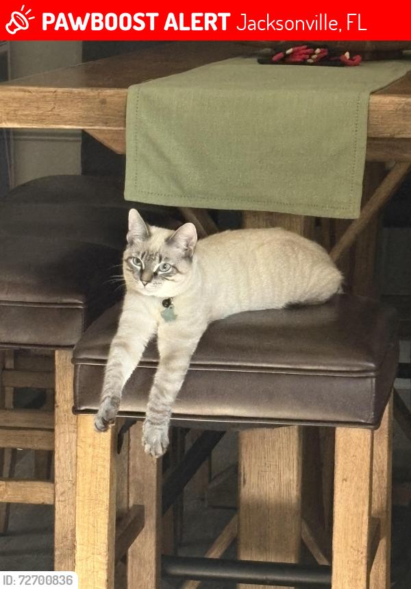 Lost Male Cat last seen Julington Creek, Jacksonville, FL 32223
