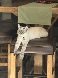 Lost Male Cat last seen Julington Creek, Jacksonville, FL 32223