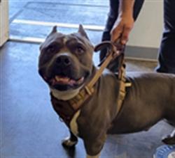 Shelter Stray Male Dog last seen , Los Angeles, CA 90047
