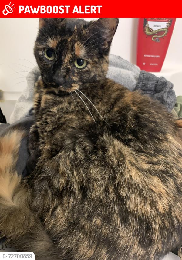 Lost Female Cat last seen Adams Chase Housing on Fort Lee, VA, Fort Gregg-Adams, VA 23801