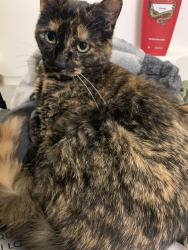 Lost Female Cat last seen Adams Chase Housing on Fort Lee, VA, Fort Gregg-Adams, VA 23801