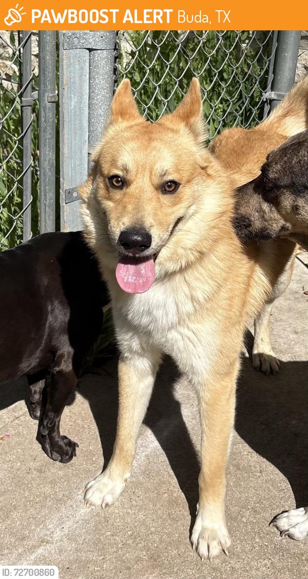 Found/Stray Male Dog last seen Shady Acres and Ranger, Buda, TX 78610
