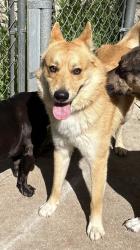 Found/Stray Male Dog last seen Shady Acres and Ranger, Buda, TX 78610