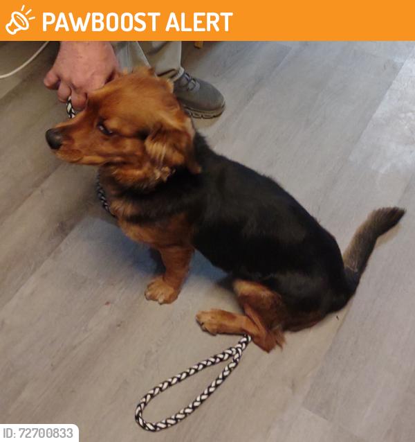 Found/Stray Male Dog last seen Iñtersection NC 80 & Toms Creek near Seven 11 McDowell County, McDowell County, NC 28752