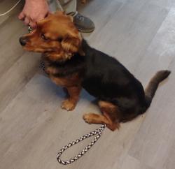 Found/Stray Male Dog last seen Iñtersection NC 80 & Toms Creek near Seven 11 McDowell County, McDowell County, NC 28752