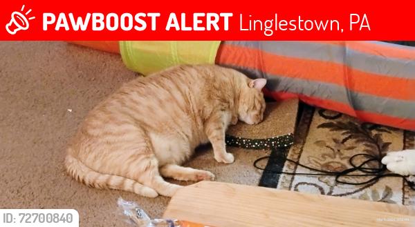 Lost Male Cat last seen Entrance to Whispering Pines, Linglestown, PA 17112