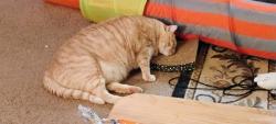 Lost Male Cat last seen Entrance to Whispering Pines, Linglestown, PA 17112