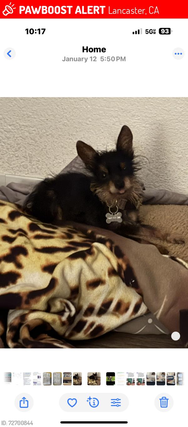Lost Male Dog last seen W.ave H13 & Cedar, Lancaster, CA 93534