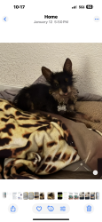 Lost Male Dog last seen W.ave H13 & Cedar, Lancaster, CA 93534