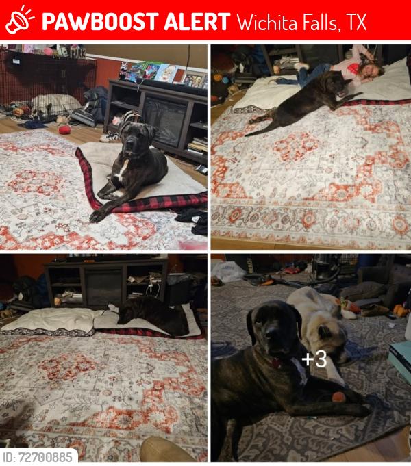 Lost Female Dog last seen Gray Fox at the Lynnwood East Park , Wichita Falls, TX 76306
