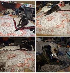 Lost Female Dog last seen Gray Fox at the Lynnwood East Park , Wichita Falls, TX 76306