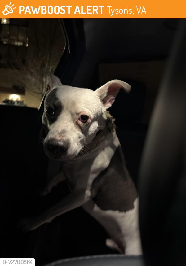 Found/Stray Male Dog last seen Near Boone blvd Vienna va 22182 , Tysons, VA 22182