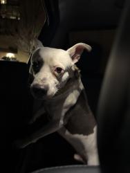 Found/Stray Male Dog last seen Near Boone blvd Vienna va 22182 , Tysons, VA 22182