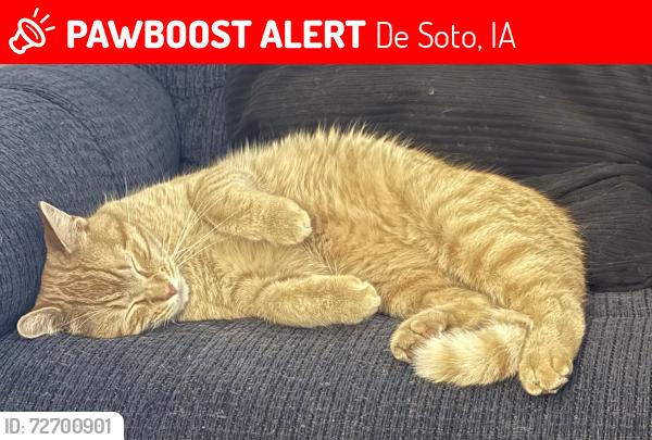 Lost Male Cat last seen Warren st , De Soto, IA 50069