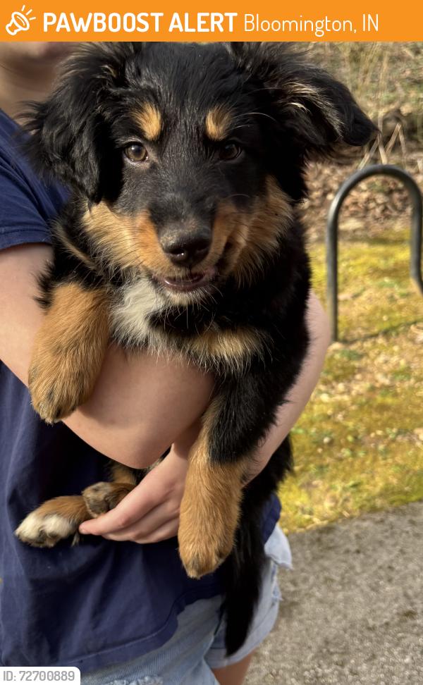 Found/Stray Female Dog last seen Lower Cascades park, Bloomington, IN 47404