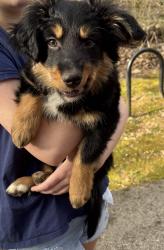 Found/Stray Female Dog last seen Lower Cascades park, Bloomington, IN 47404