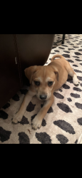Lost Male Dog last seen Southside lions park by Highlands High School, San Antonio, TX 78210