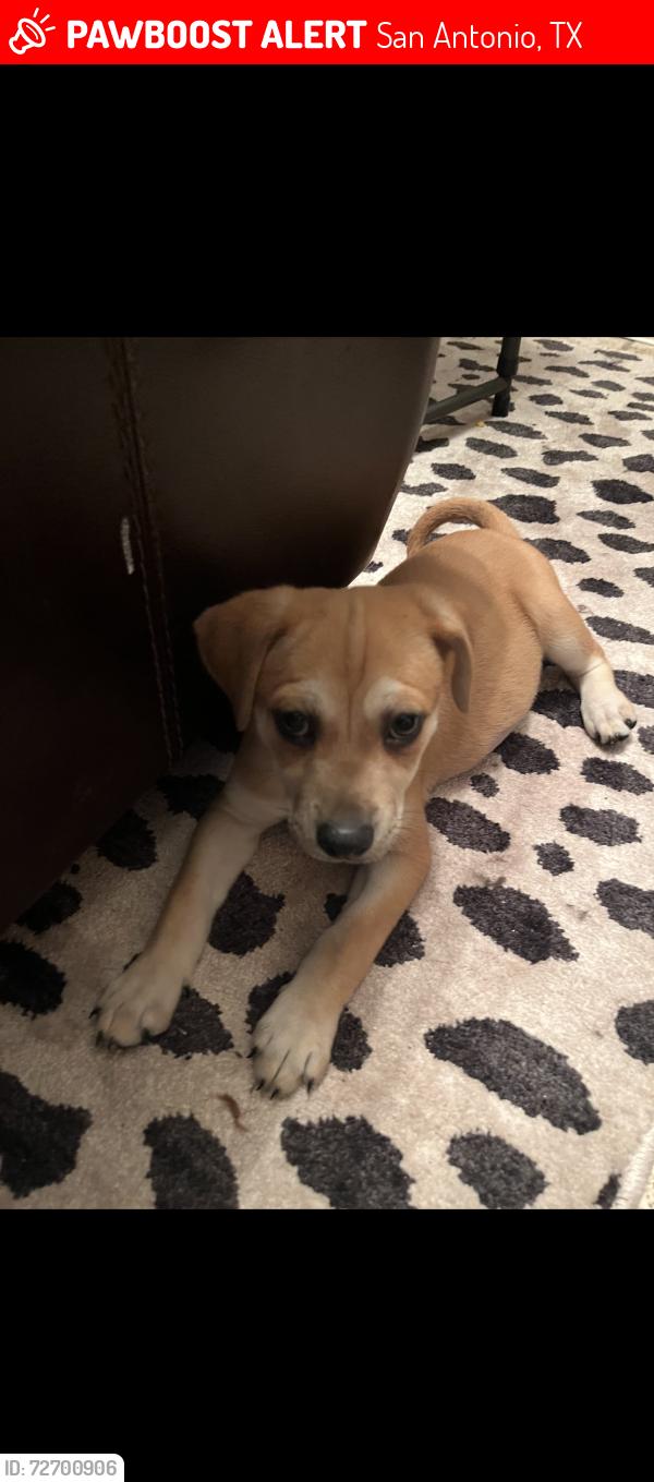 Lost Male Dog last seen Southside lions park by Highlands High School, San Antonio, TX 78210