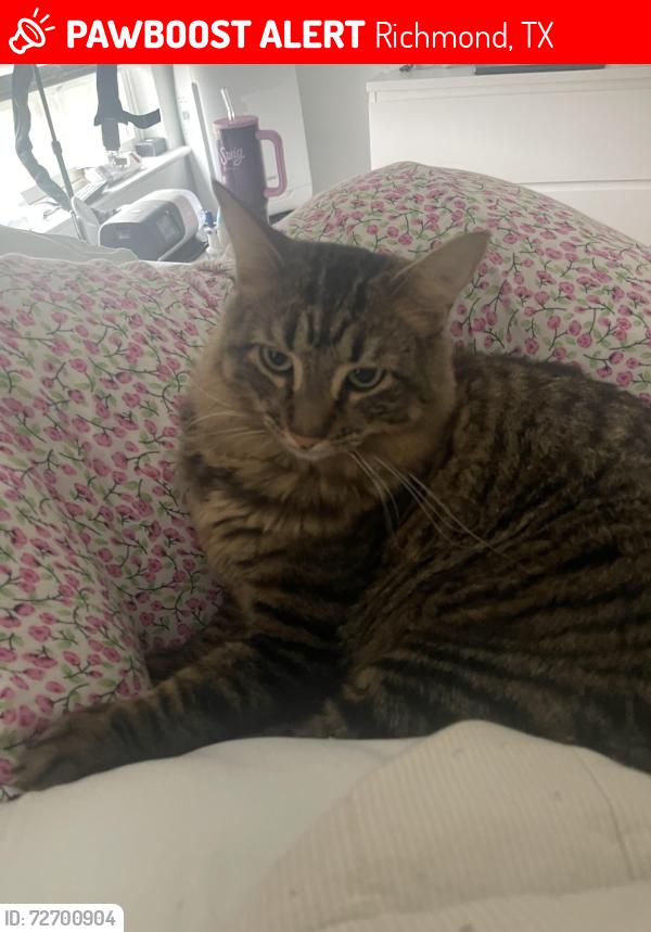 Lost Male Cat last seen Behind hse, Richmond, TX 77406