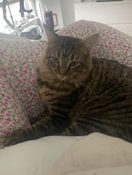 Lost Male Cat last seen Behind hse, Richmond, TX 77406