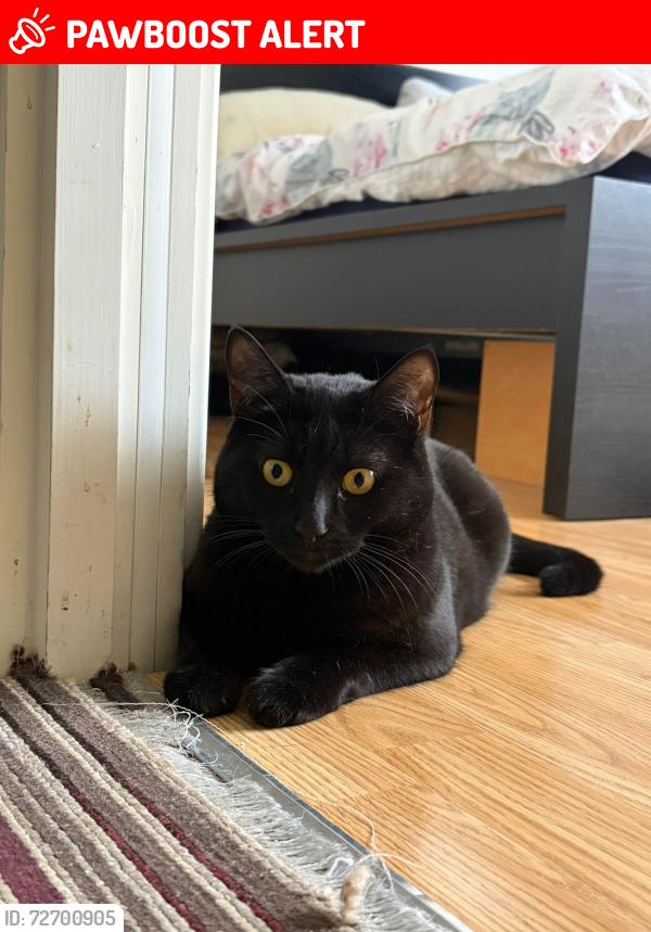 Lost Female Cat last seen Colnhurst Road Watford, Hertfordshire, England WD17