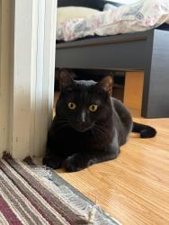 Lost Female Cat last seen Colnhurst Road Watford, Hertfordshire, England WD17