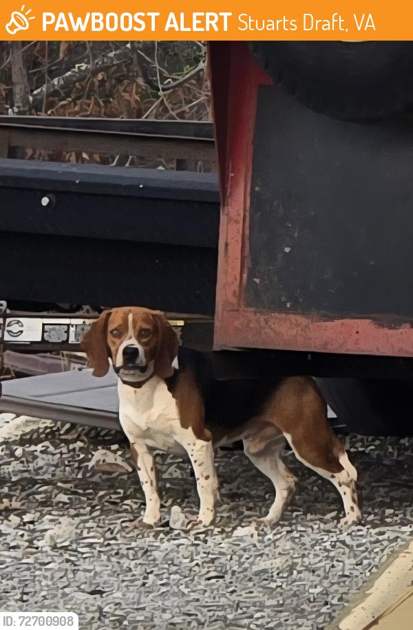 Found/Stray Male Dog last seen Dedricks lane, Stuarts Draft, VA 24477