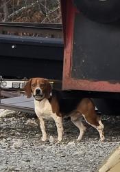 Found/Stray Male Dog last seen Dedricks lane, Stuarts Draft, VA 24477