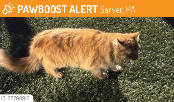 Found/Stray Unknown Cat last seen Freeport Athletic Stadium , Sarver, PA 16055