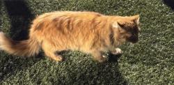 Found/Stray Unknown Cat last seen Freeport Athletic Stadium , Sarver, PA 16055