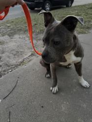 Found/Stray Female Dog last seen 12th n emporia , Wichita, KS 67214