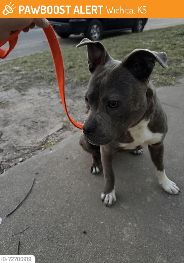 Found/Stray Female Dog last seen 12th n emporia , Wichita, KS 67214