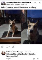 Found/Stray Unknown Dog last seen Stellhorn Layhmeyer, Fort Wayne, IN 46815
