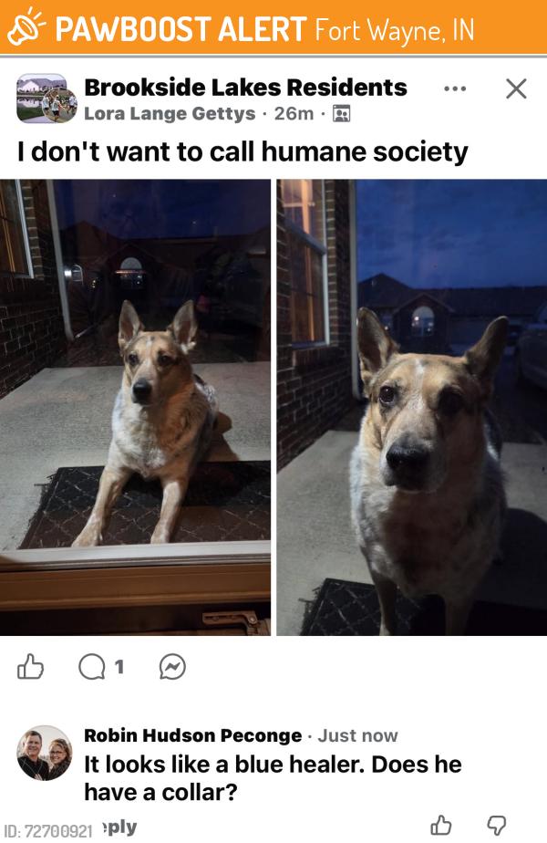 Found/Stray Unknown Dog last seen Stellhorn Layhmeyer, Fort Wayne, IN 46815