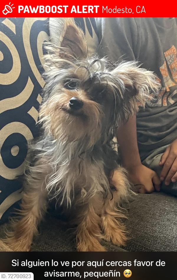 Lost Male Dog last seen Amador av, Seattle st, dallas st crowslanding rd , Modesto, CA 95358