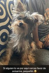 Lost Male Dog last seen Amador av, Seattle st, dallas st crowslanding rd , Modesto, CA 95358