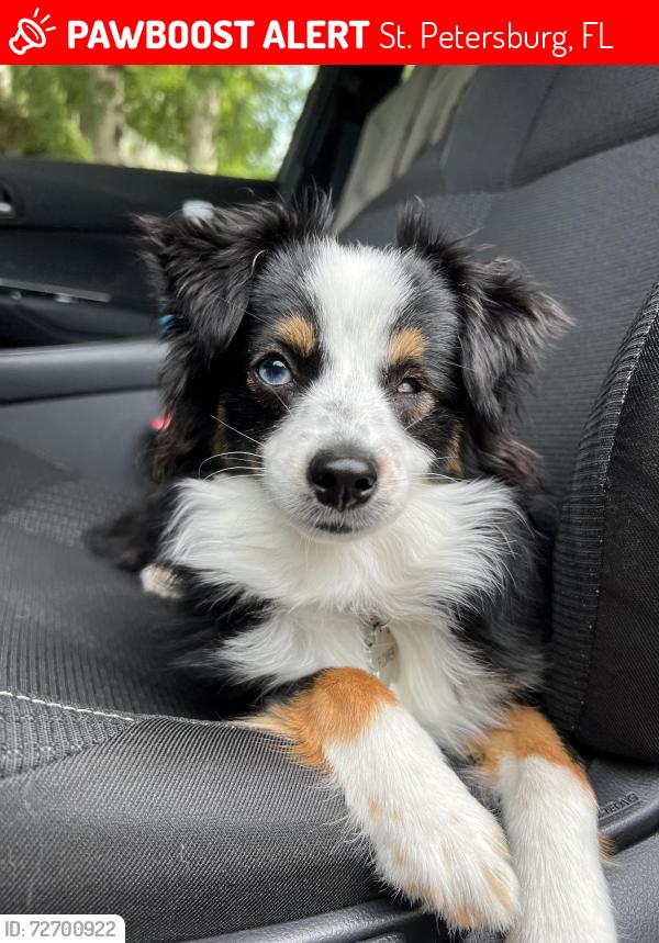 Lost Female Dog last seen 34th st and 18th ave, St. Petersburg, FL 33711