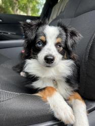 Lost Female Dog last seen 34th st and 18th ave, St. Petersburg, FL 33711