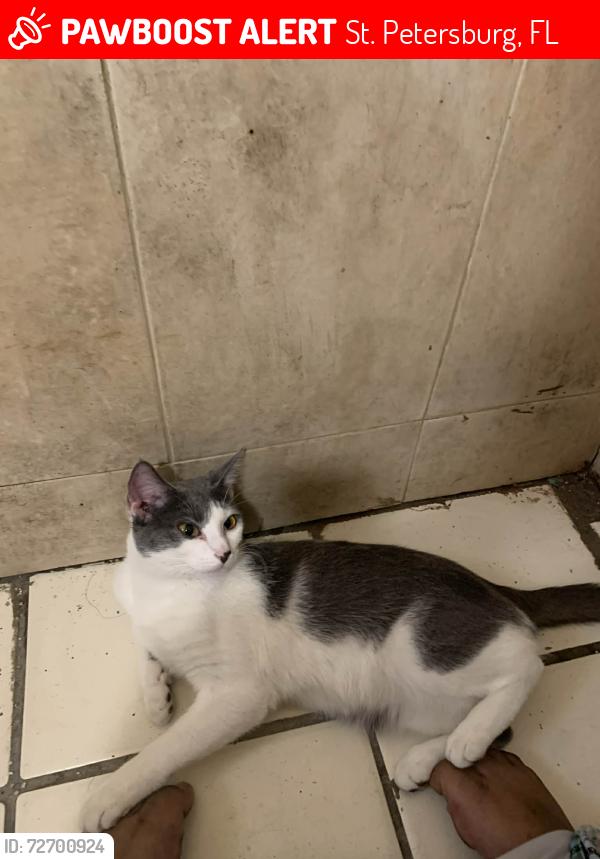 Lost Female Cat last seen 4th st s , St. Petersburg, FL 33705
