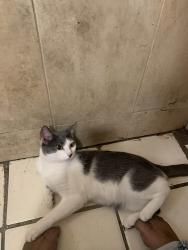 Lost Female Cat last seen 4th st s , St. Petersburg, FL 33705