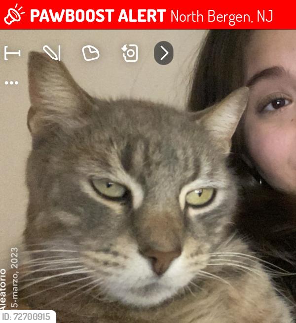 Lost Male Cat last seen Near 74 st Kennedy , North Bergen, NJ 07047