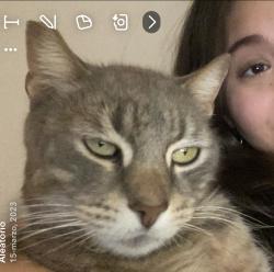 Lost Male Cat last seen Near 74 st Kennedy , North Bergen, NJ 07047