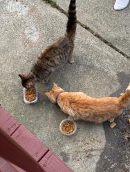 Found/Stray Male Cat last seen Berkeley Drive and Sylvania Avenue , Toledo, OH 43612