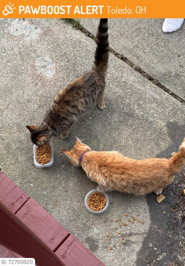 Found/Stray Male Cat last seen Berkeley Drive and Sylvania Avenue , Toledo, OH 43612