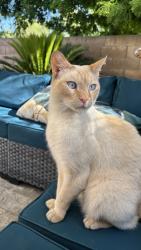 Lost Male Cat last seen Timber Point Elementary , Discovery Bay, CA 94514